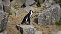 P1000101_Zwartvoet pinguins die voorkomen aan de kust van Zuid Afrika